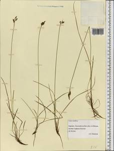 Carex rariflora (Wahlenb.) Sm., Eastern Europe, Northern region (E1) (Russia)