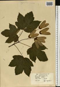 Acer pseudoplatanus L., Eastern Europe, West Ukrainian region (E13) (Ukraine)