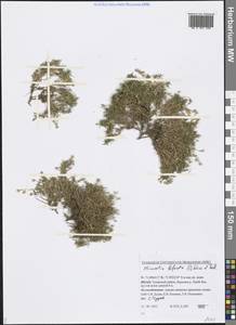 Cherleria biflora (L.) A. J. Moore & Dillenb., Siberia, Western Siberia (S1) (Russia)