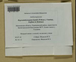 Hygroamblystegium humile (P. Beauv.) Vanderp., Hedenäs & Goffinet, Bryophytes, Bryophytes - Moscow City & Moscow Oblast (B6a) (Russia)