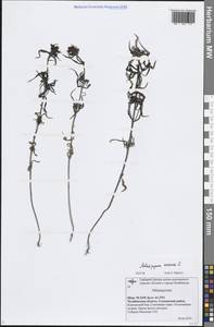 Melampyrum arvense L., Eastern Europe, Eastern region (E10) (Russia)