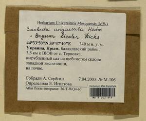 Barbula unguiculata Hedw., Bryophytes, Bryophytes - Crimea (B3a) (Russia)