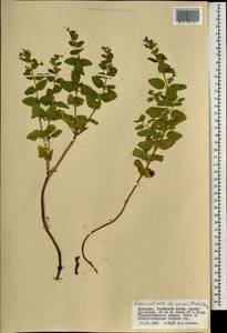 Nepeta lophanthus (L.) Fisch. ex Loew, Mongolia (MONG) (Mongolia)