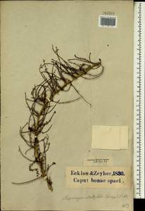 Asparagus racemosus Willd., Africa (AFR) (South Africa)