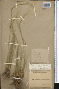 Stipa sareptana A.K.Becker, Middle Asia, Northern & Central Kazakhstan (M10) (Kazakhstan)