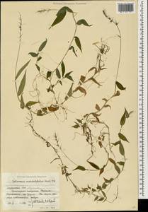 Oplismenus undulatifolius (Ard.) Roem. & Schult., Caucasus, Abkhazia (K4a) (Abkhazia)