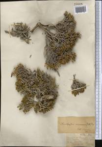 Nanophyton erinaceum (Pall.) Bunge, Middle Asia, Muyunkumy, Balkhash & Betpak-Dala (M9) (Kazakhstan)