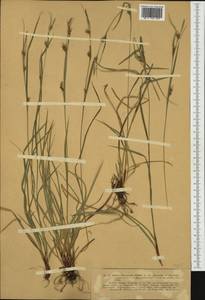 Carex depauperata Curtis ex Stokes, Western Europe (EUR) (France)