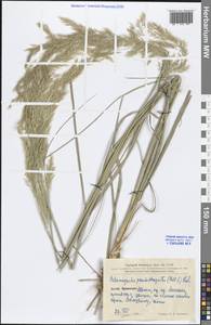 Calamagrostis pseudophragmites (Haller f.) Koeler, South Asia, South Asia (Asia outside ex-Soviet states and Mongolia) (ASIA) (China)