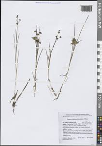 Juncus alpinoarticulatus Chaix, Western Europe (EUR) (Spain)