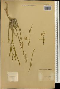 Matthiola daghestanica (Conti) N. Busch, Caucasus, Dagestan (K2) (Russia)