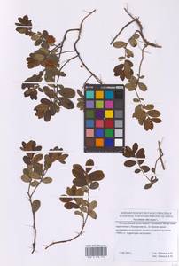 Vaccinium vitis-idaea L., Eastern Europe, Moscow region (E4a) (Russia)
