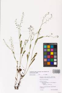 Myosotis nemorosa Besser, Eastern Europe, Central region (E4) (Russia)