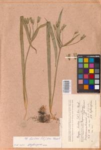 Gagea lutea (L.) Ker Gawl., Eastern Europe, Lower Volga region (E9) (Russia)