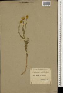 Centaurea solstitialis L., Caucasus, Armenia (K5) (Armenia)