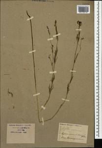 Nigella arvensis L., Caucasus, Krasnodar Krai & Adygea (K1a) (Russia)
