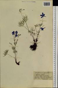 Delphinium grandiflorum L., Siberia, Baikal & Transbaikal region (S4) (Russia)