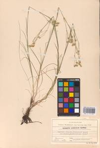 Eremogone saxatilis (L.) Ikonn., Eastern Europe, North Ukrainian region (E11) (Ukraine)