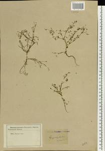 Psammophiliella muralis (L.) Ikonn., Eastern Europe, Central forest-and-steppe region (E6) (Russia)