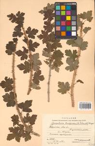 Ribes burejense F. Schmidt, Siberia, Russian Far East (S6) (Russia)