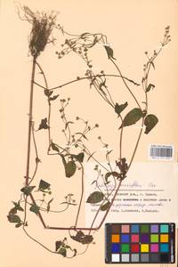 Galinsoga parviflora Cav., Eastern Europe, Western region (E3) (Russia)