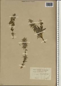 Stachys lavandulifolia Vahl, South Asia, South Asia (Asia outside ex-Soviet states and Mongolia) (ASIA) (Turkey)