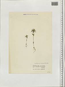Lomatogonium rotatum (L.) Fries ex Fern., Siberia, Russian Far East (S6) (Russia)