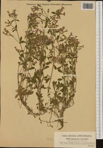 Saponaria ocymoides L., Western Europe (EUR) (Austria)