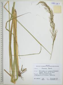 Achnatherum pekinense (Hance) Ohwi, Siberia, Russian Far East (S6) (Russia)