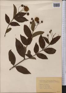 Cephalanthus occidentalis L., America (AMER) (Cuba)