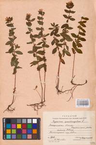 Hypericum maculatum Crantz, Eastern Europe, West Ukrainian region (E13) (Ukraine)