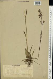 Viscaria vulgaris Röhl., Eastern Europe, Volga-Kama region (E7) (Russia)