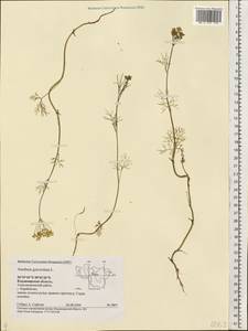 Anethum graveolens L., Eastern Europe, Central region (E4) (Russia)