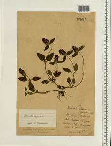 Prunella vulgaris L., Eastern Europe, Central forest region (E5) (Russia)