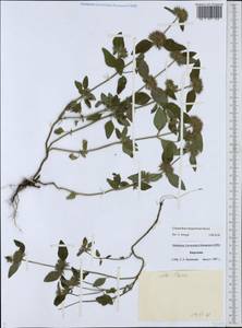 Clinopodium integerrimum Boriss., Middle Asia, Western Tian Shan & Karatau (M3) (Kyrgyzstan)