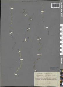 Galium uliginosum L., Siberia, Baikal & Transbaikal region (S4) (Russia)