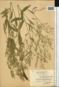 Lepidium latifolium L., Eastern Europe, Moscow region (E4a) (Russia)