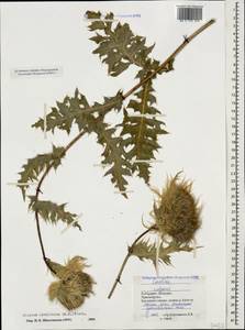 Cirsium obvallatum (M. Bieb.) M. Bieb., Caucasus, Stavropol Krai, Karachay-Cherkessia & Kabardino-Balkaria (K1b) (Russia)