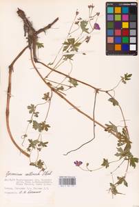 Geranium collinum Stephan ex Willd., Eastern Europe, Lower Volga region (E9) (Russia)