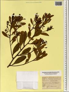 Lumnitzera racemosa Willd., Africa (AFR) (Seychelles)