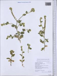 Heliotropium hirsutissimum Grauer, Western Europe (EUR) (Greece)