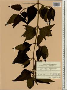 Chromolaena odorata (L.) R. King & H. Rob., South Asia, South Asia (Asia outside ex-Soviet states and Mongolia) (ASIA) (Vietnam)