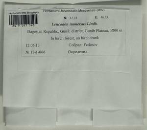 Leucodon immersus Lindb., Bryophytes, Bryophytes - North Caucasus & Ciscaucasia (B12) (Russia)