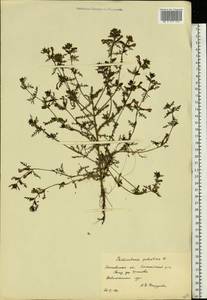 Pedicularis palustris L., Eastern Europe, Moscow region (E4a) (Russia)