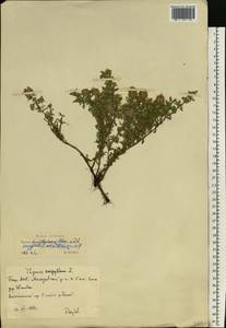 Thymus punctulosus Klokov, Eastern Europe, Eastern region (E10) (Russia)