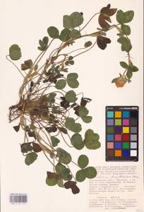 Trifolium pratense L., Eastern Europe, Lower Volga region (E9) (Russia)