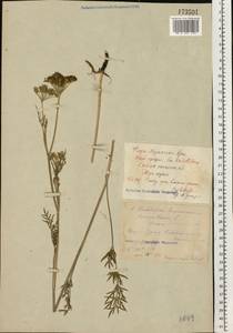Kadenia dubia (Schkuhr) Lavrova & V.N.Tikhom., Eastern Europe, Central region (E4) (Russia)