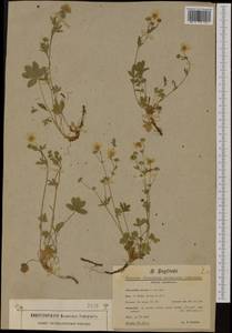 Potentilla aurea L., Western Europe (EUR) (Italy)