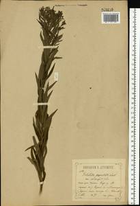 Galatella sedifolia subsp. sedifolia, Eastern Europe, Central forest-and-steppe region (E6) (Russia)