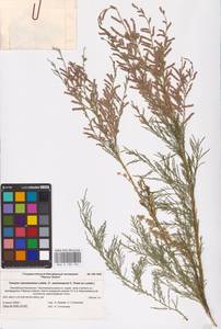 Tamarix ramosissima Ledeb., Eastern Europe, Lower Volga region (E9) (Russia)